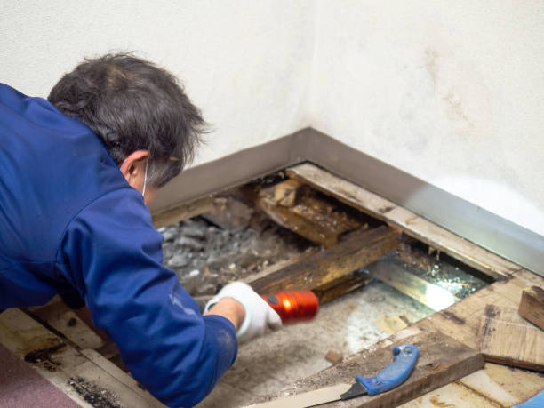 Best Local Mold Removal Service  in Loma Ri, CA