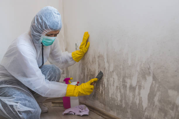 Best Professional Mold Removal  in Loma Ri, CA