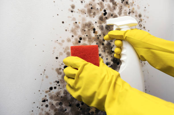 Professional Mold Removal in Loma Rica, CA
