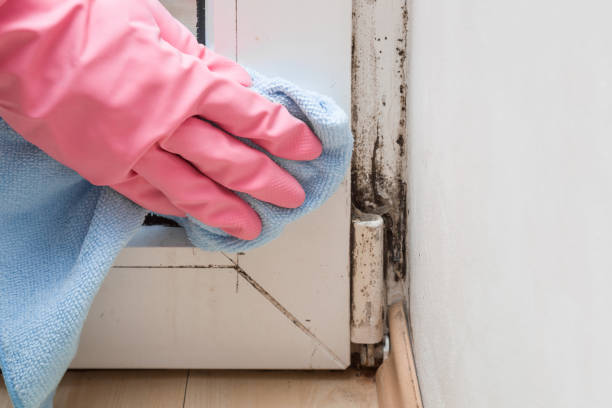 Best Residential Mold Removal  in Loma Ri, CA