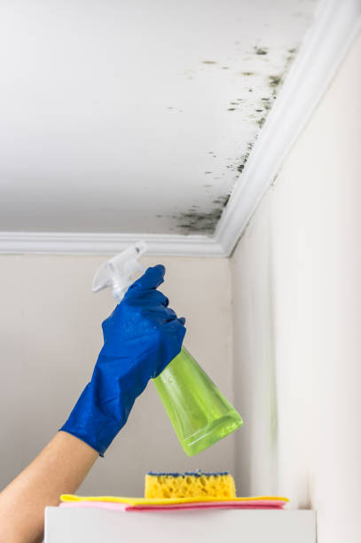 Best Black Mold Removal  in Loma Ri, CA